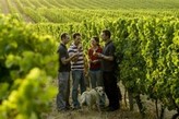 vignoble vendange109H